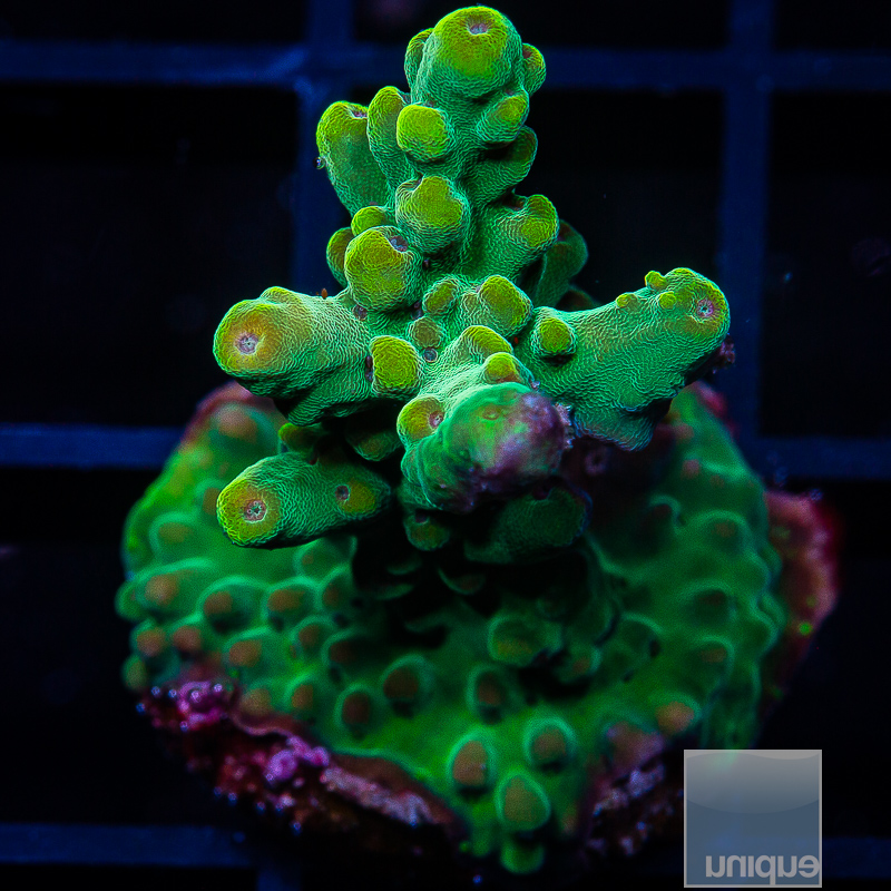 U Acropora 49 5.JPG