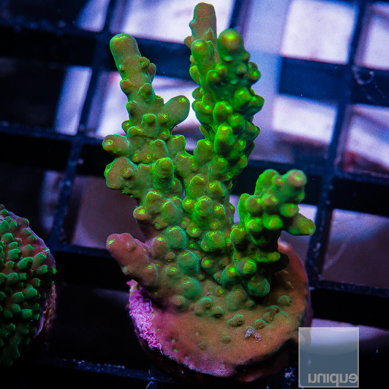 U Acropora 59 22 (1).JPG