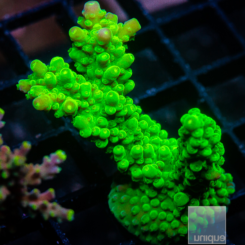 U Acropora 59 22.JPG