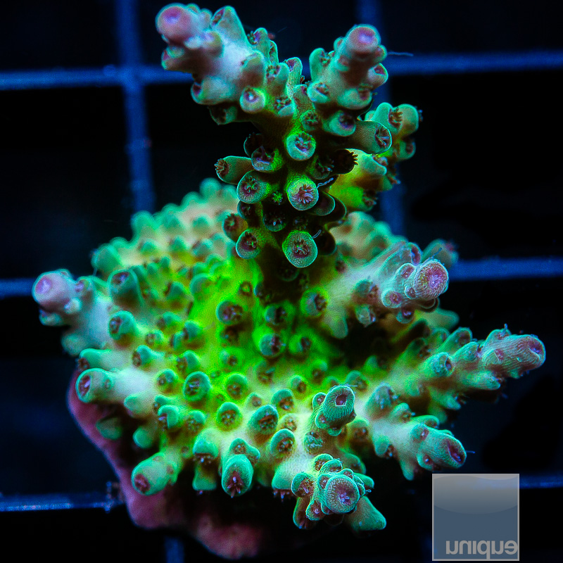 U Acropora 59 30.JPG