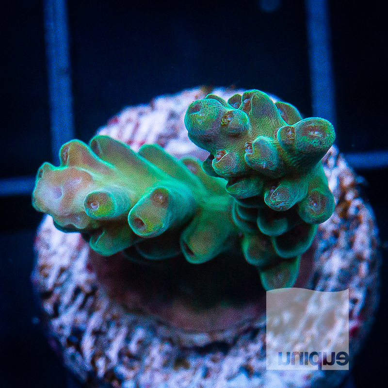 U Acropora 59 32.jpg