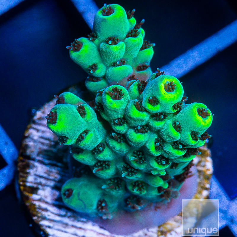 U Acropora 79 51 (1).JPG