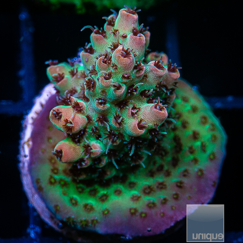 U Acropora 89 46.JPG