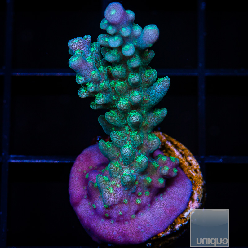 U Blue Acropora 44 26.JPG