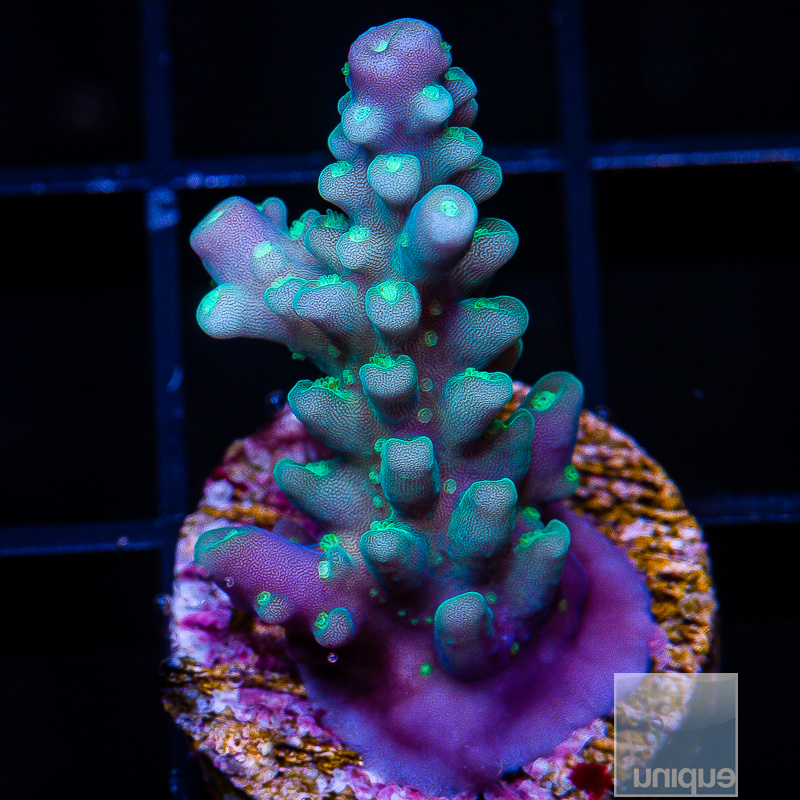 U Blue Acropora 44 30.JPG