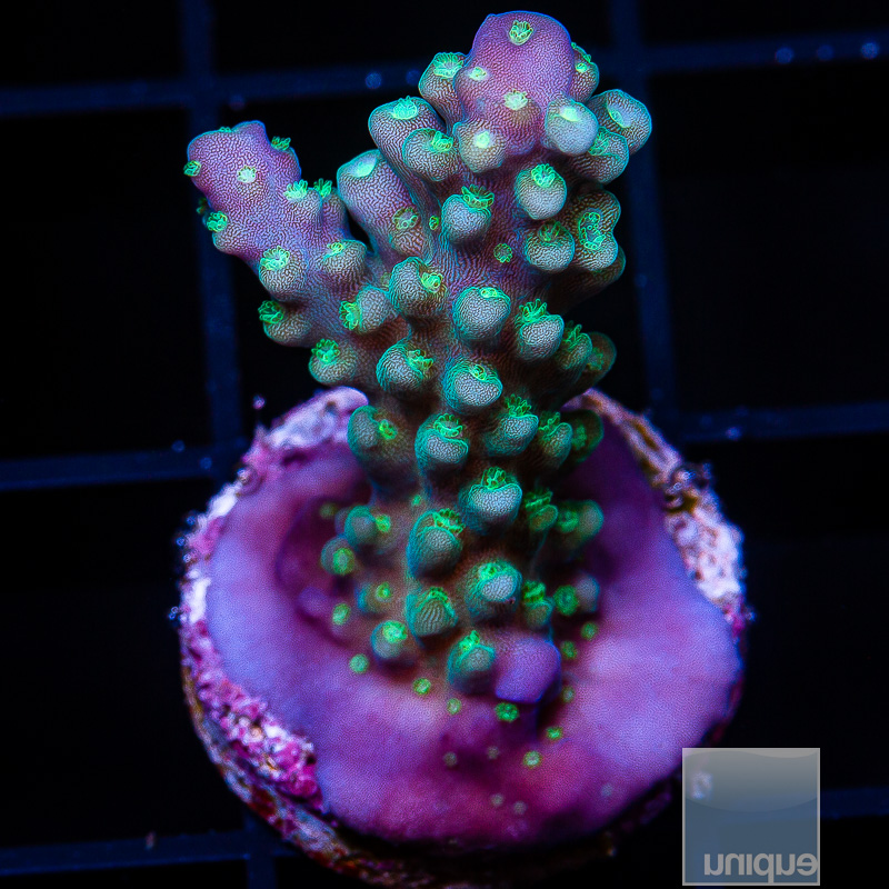 U Blue Acropora 49 22.JPG