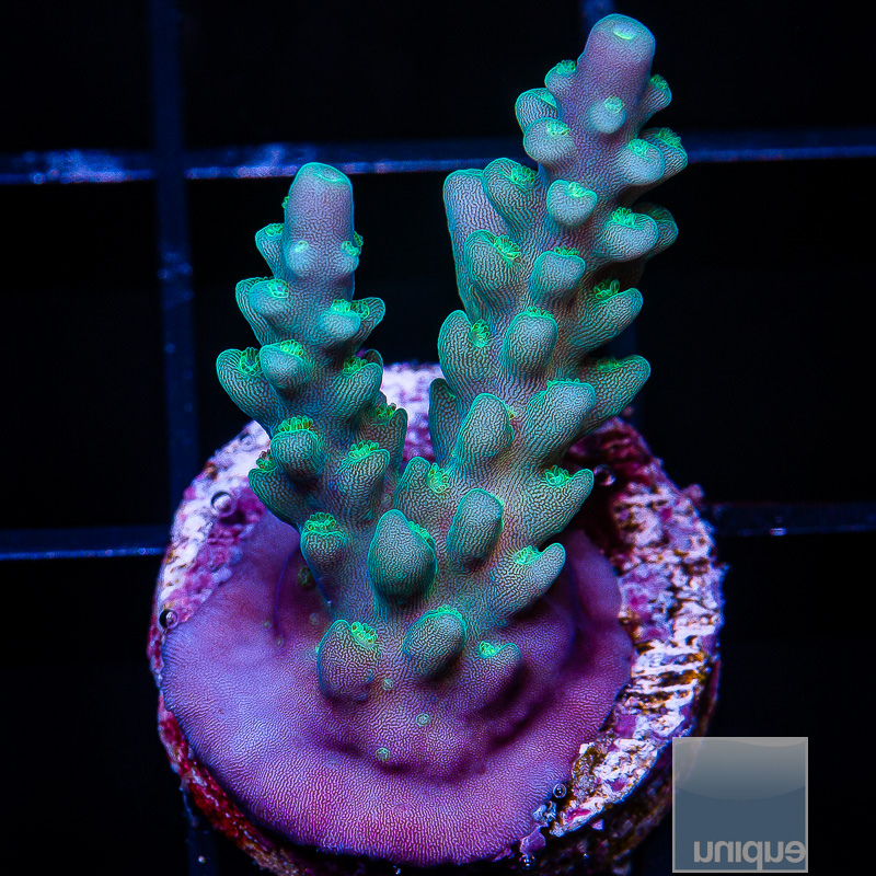 U Blue Acropora 49 26.JPG