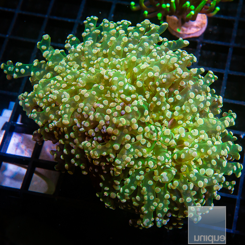 U Frogspawn 99 44.JPG