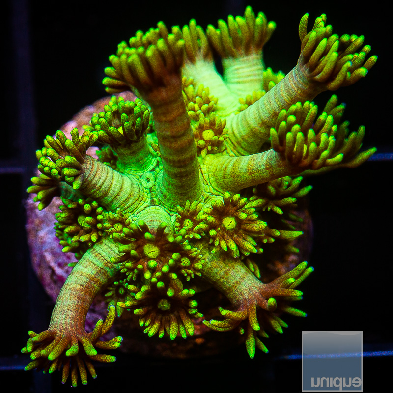 U Green Goniopora 44 21.JPG