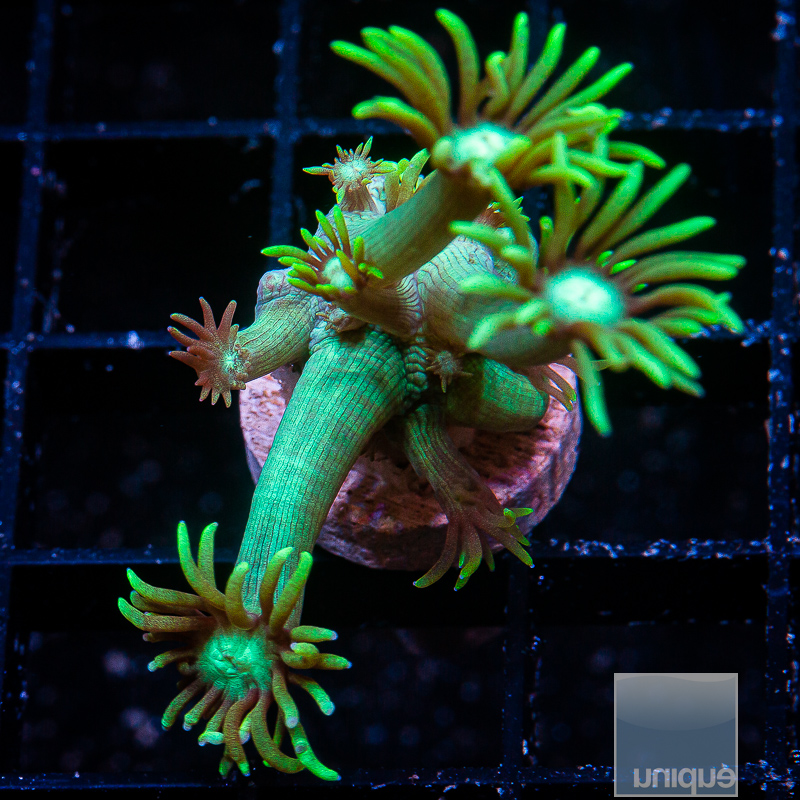 U Green Goniopora 49 20.JPG