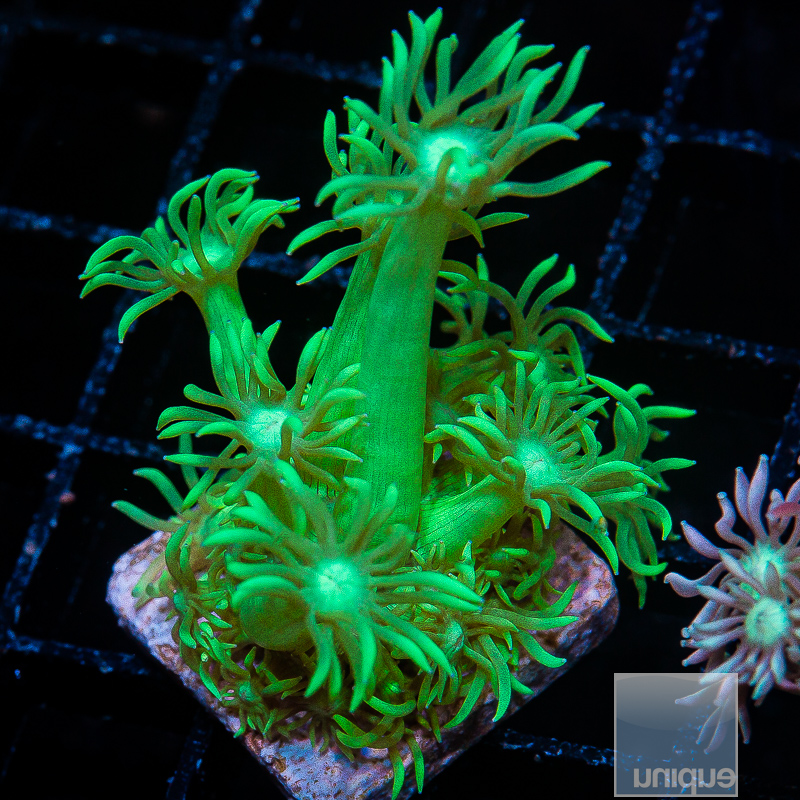 U Green Goniopora 49 22.JPG