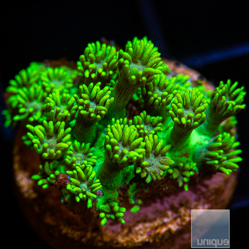 U Green Goniopora 59 24.JPG