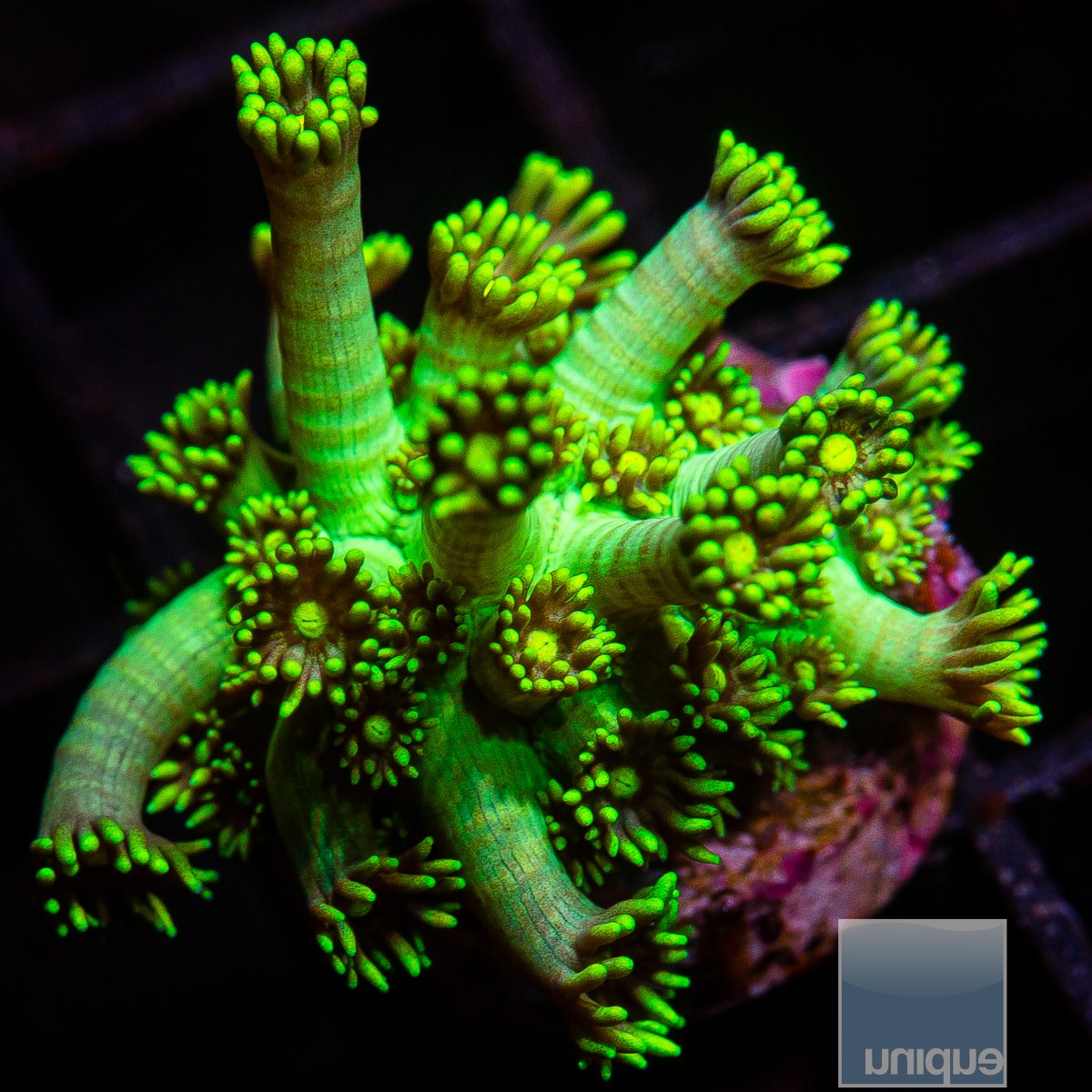 U Green Goniopora 59 36.JPG