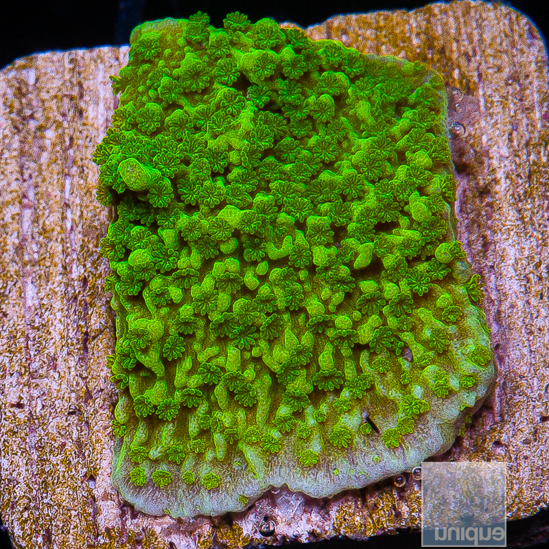 U Green Montipora 34 16.JPG