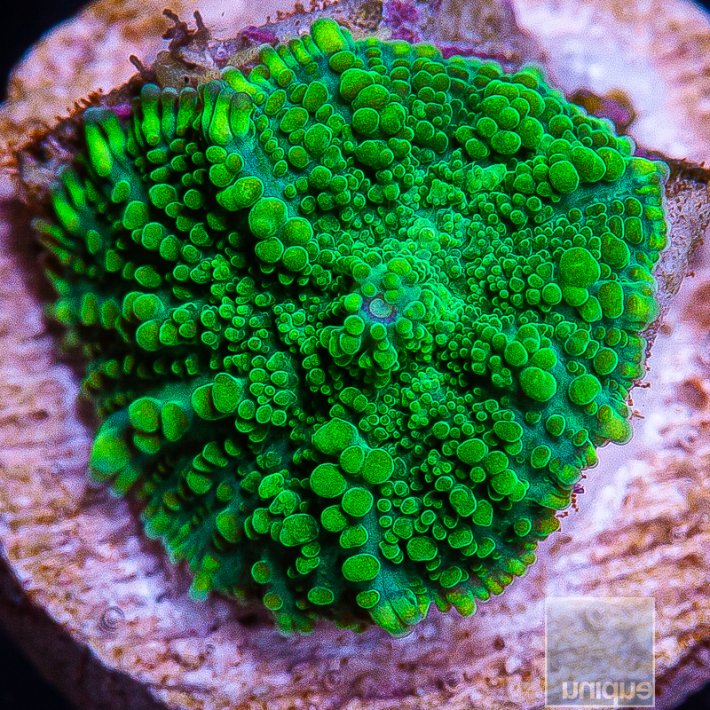 U Green Rhodactis 59 22.JPG