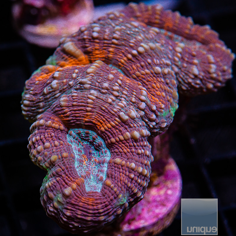 U Lobophyllia 89 45.JPG