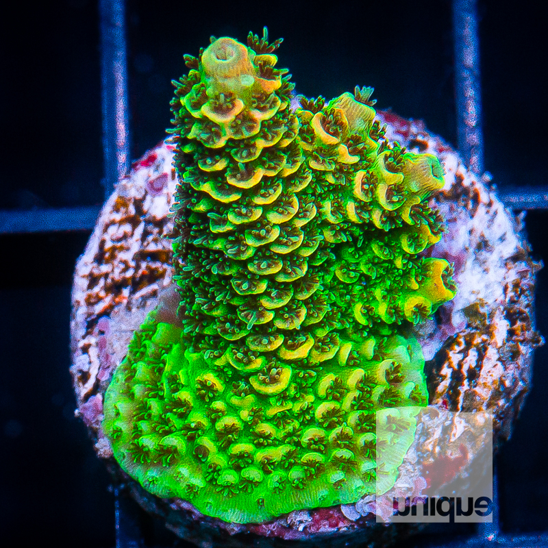 U Millepora 99 68.jpg