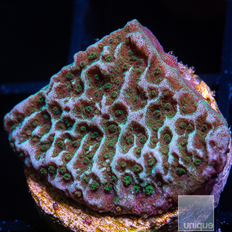 U Montipora 34 10.JPG