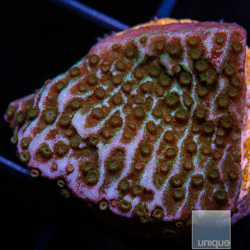 U Montipora 34 5 (1).JPG