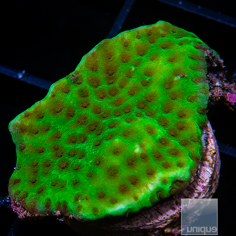 U Montipora 39 5.JPG