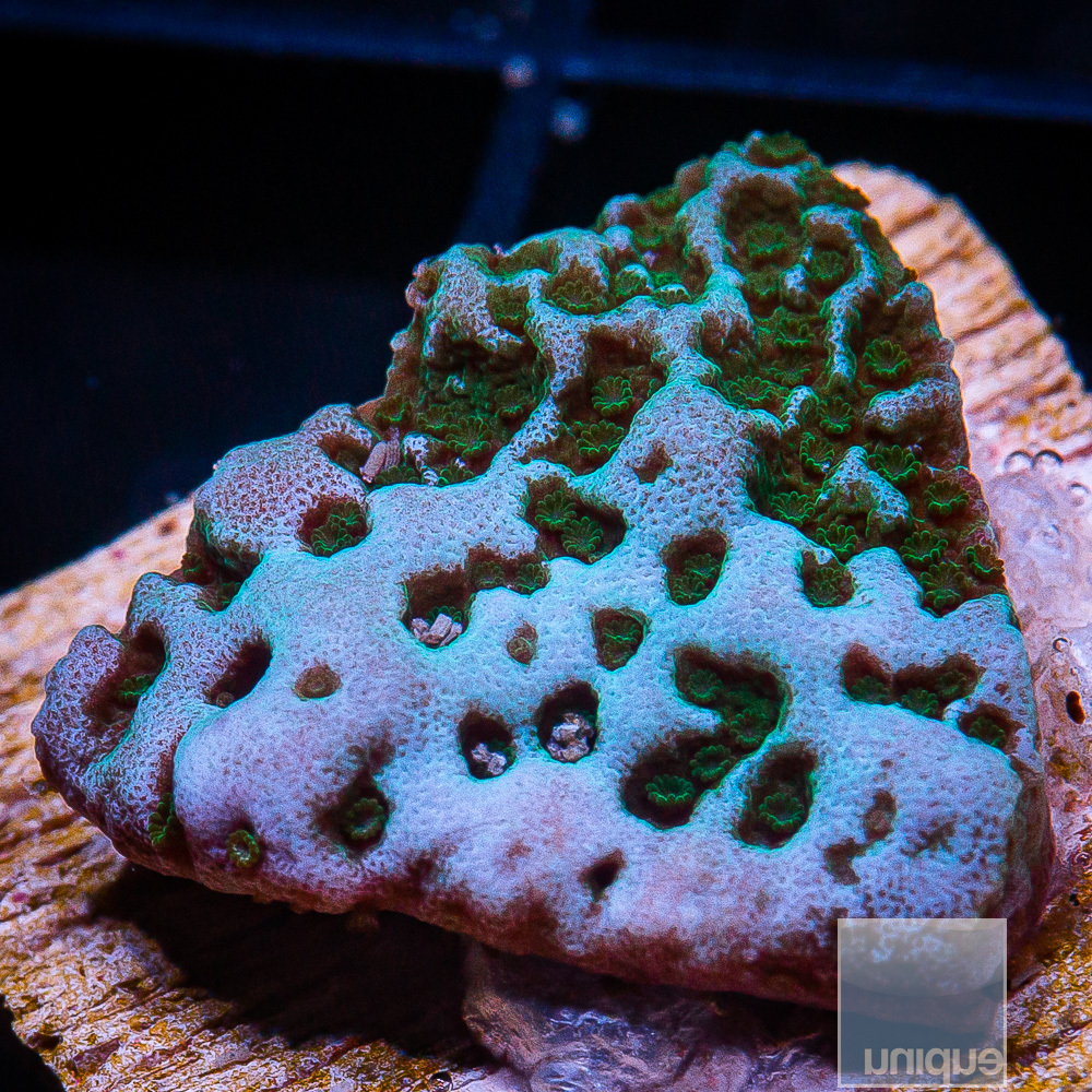 U Montipora 44 21.JPG