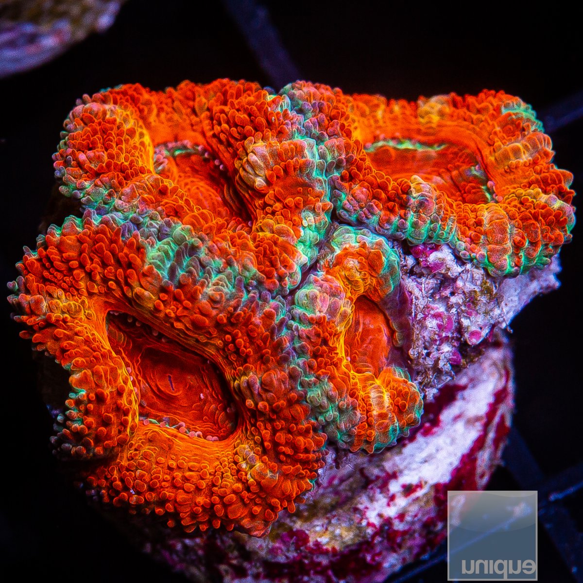 U Orange and Red Acan Lord 79 26.JPG