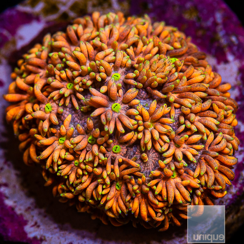 U Orange Goniopora 129 80.JPG