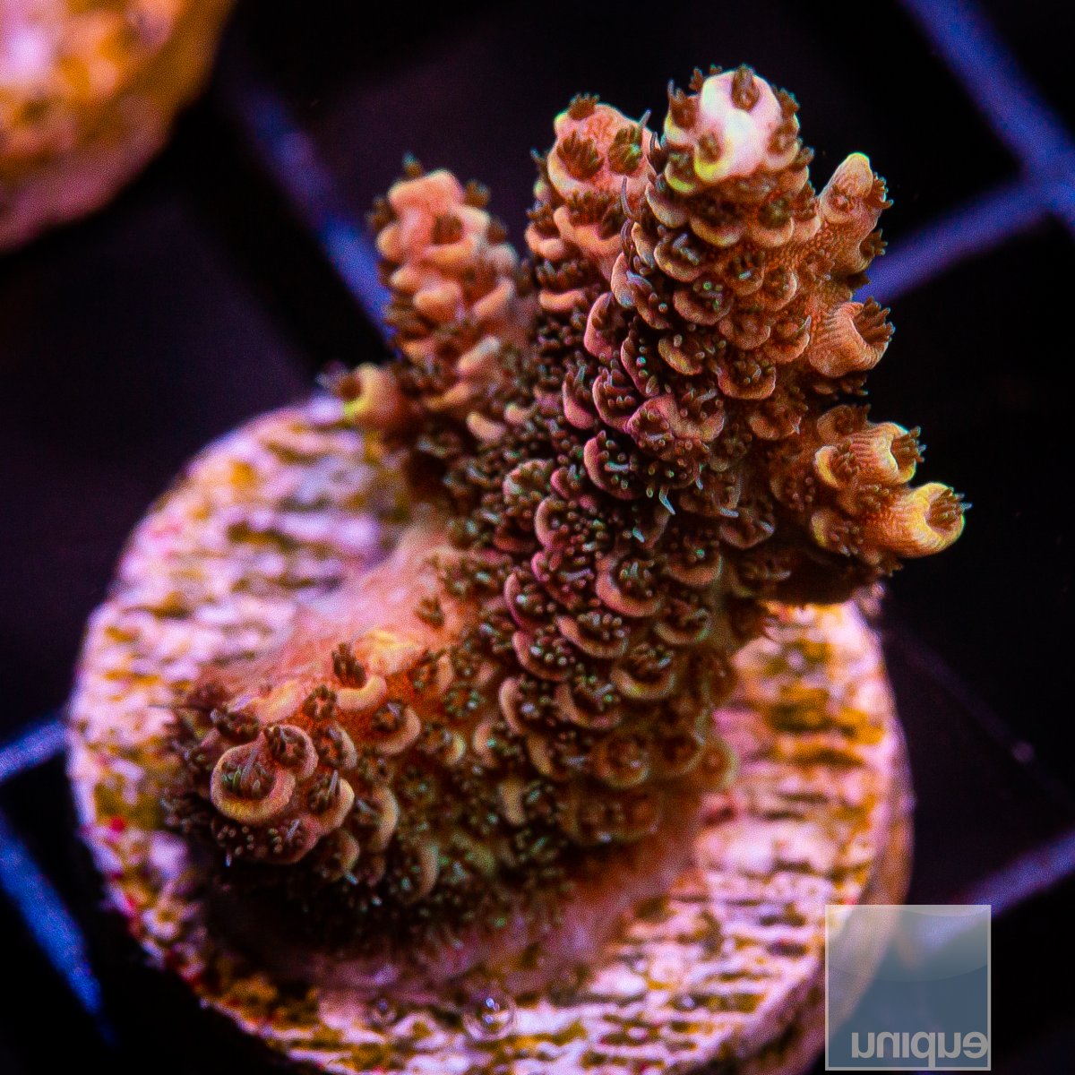 U Orange Millepora 79 46.JPG