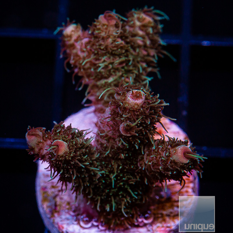 U Orange Millepora 89 46.JPG