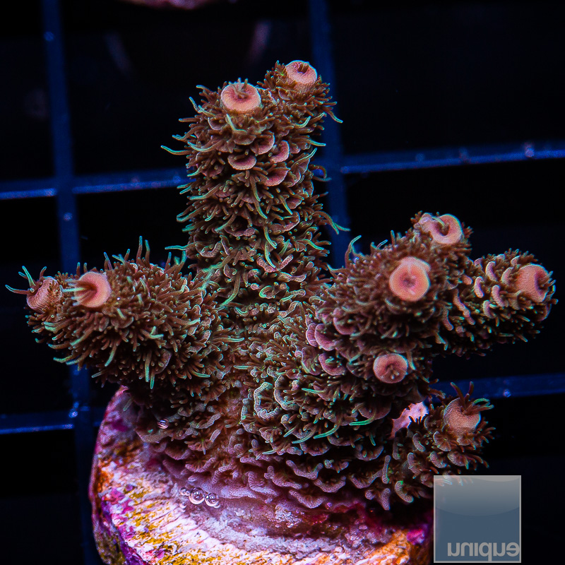 U Orange Millepora 89 56.JPG