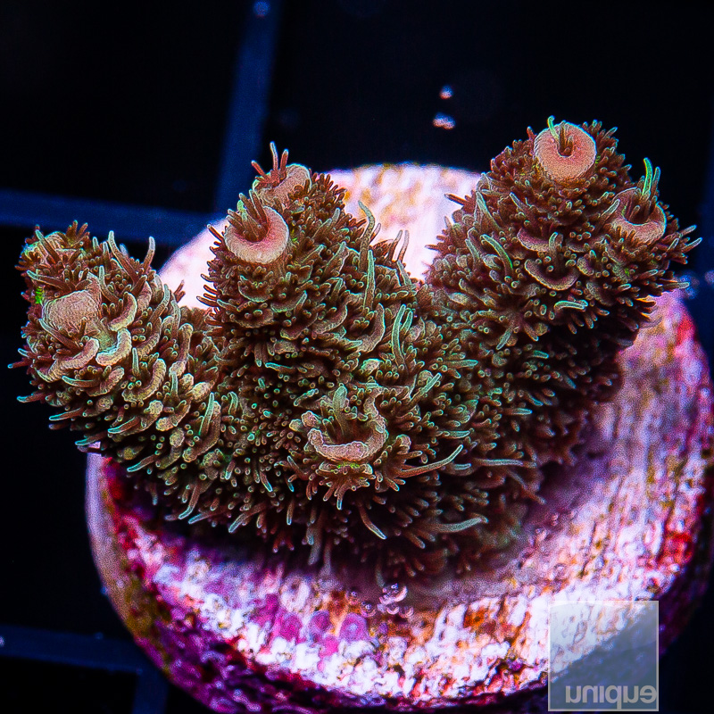 U Orange Millepora 89 60.JPG