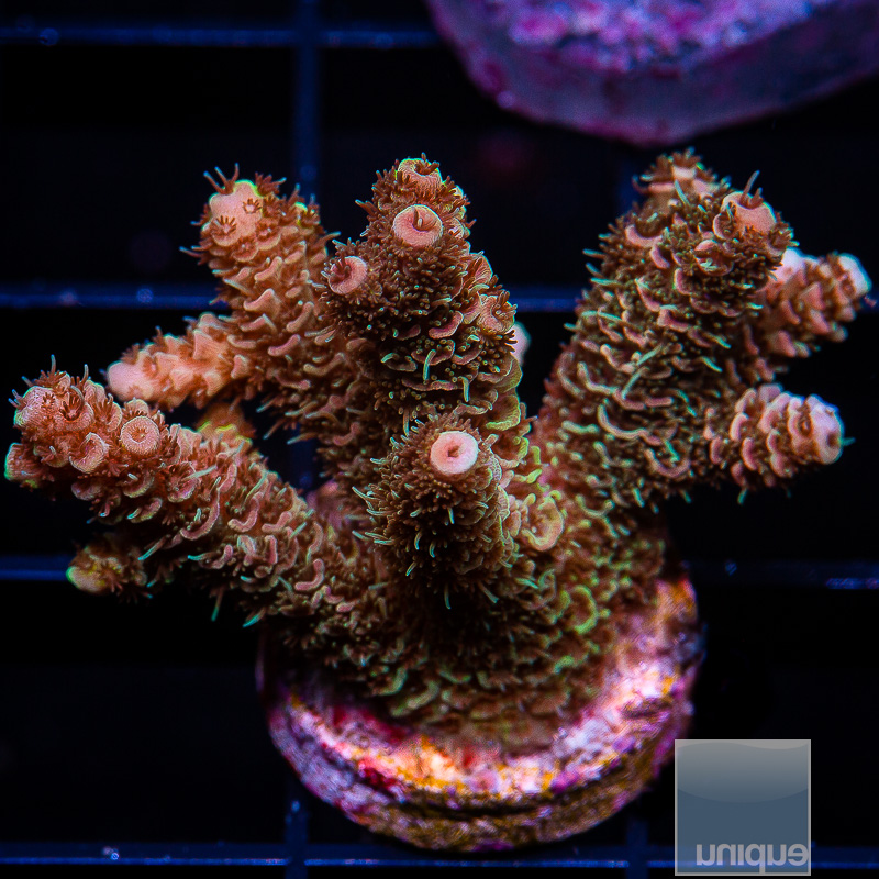 U Orange Millepora 89 62.JPG