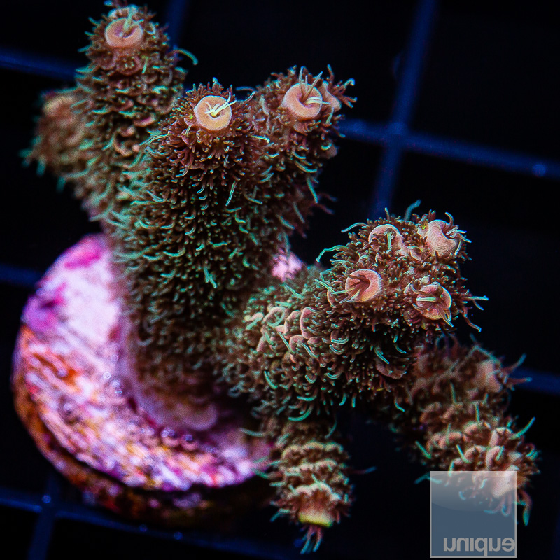 U Orange Millepora 89 65.JPG