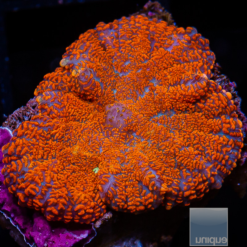 U Orange Rhodactis 59 34.JPG