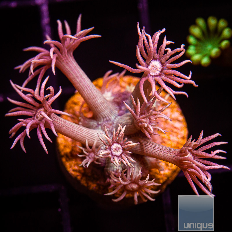 U Pink Goniopora 129 82.JPG