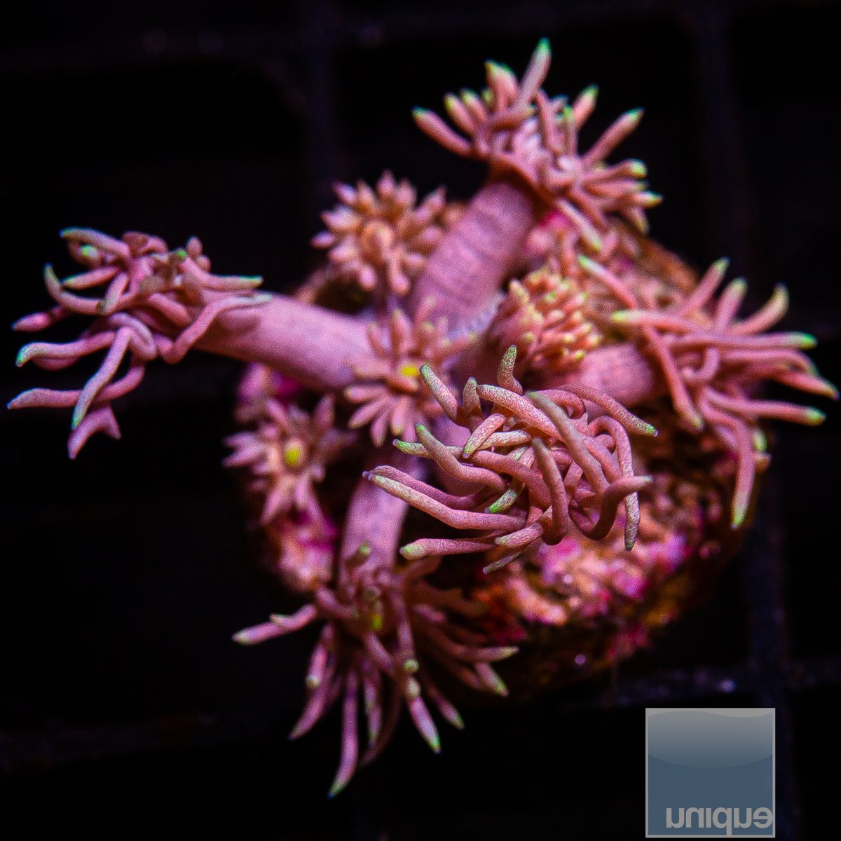 U Pink Goniopora 79 46.JPG