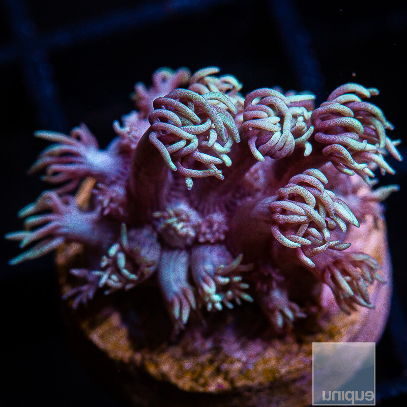 U Pink Goniopora 99 46 (1).JPG