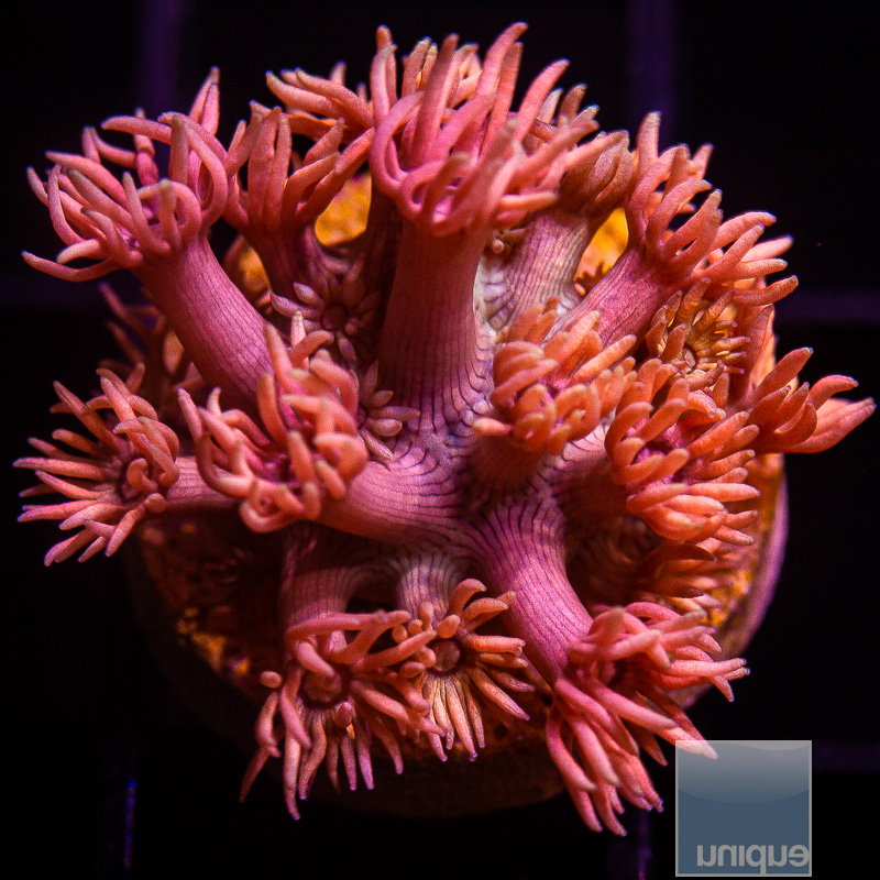 U Pink Goniopora 99 56.JPG