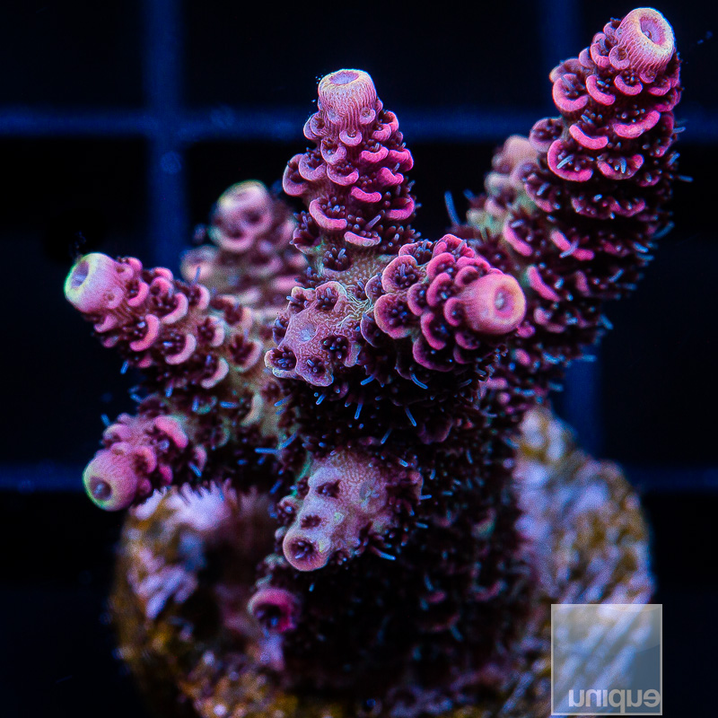 U Pink Millepora 129 74.JPG