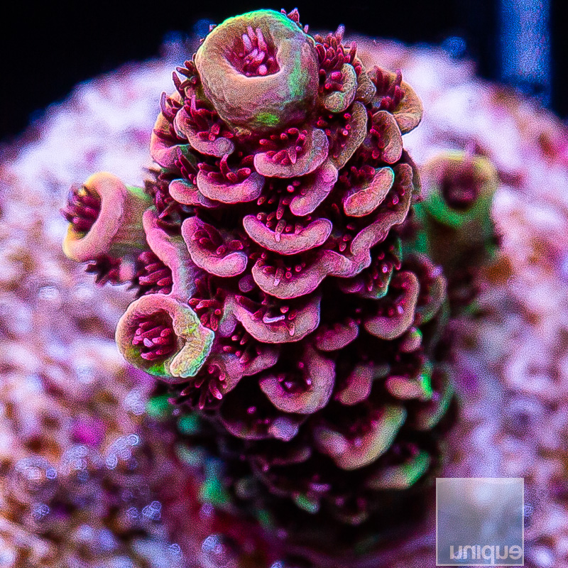 U Pink Millepora 99 65.JPG