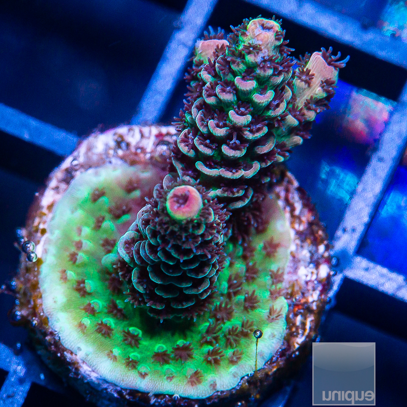 U Rainbow Millepora 79 52.JPG