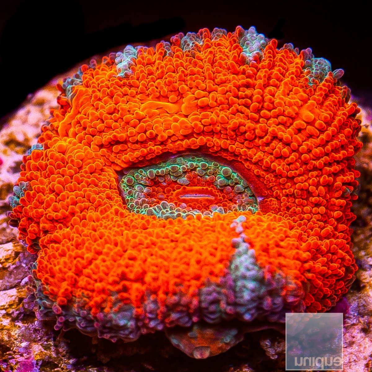 U Red Acan Lord 29 10.JPG