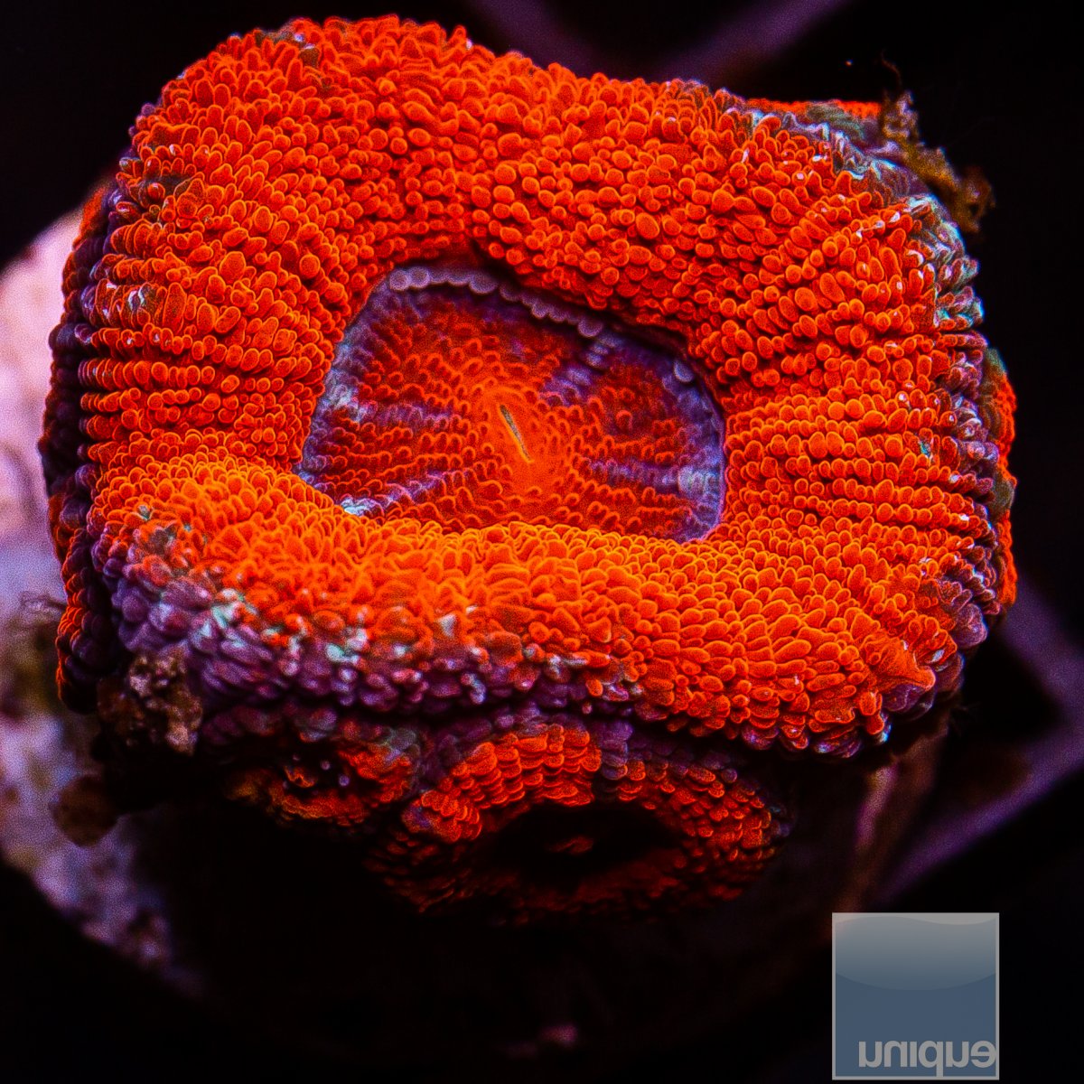 U Red Acan Lord 29 15.JPG