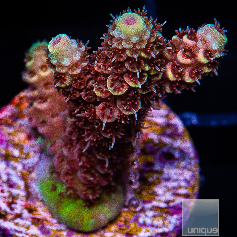 U Red Millepora 79 50.JPG