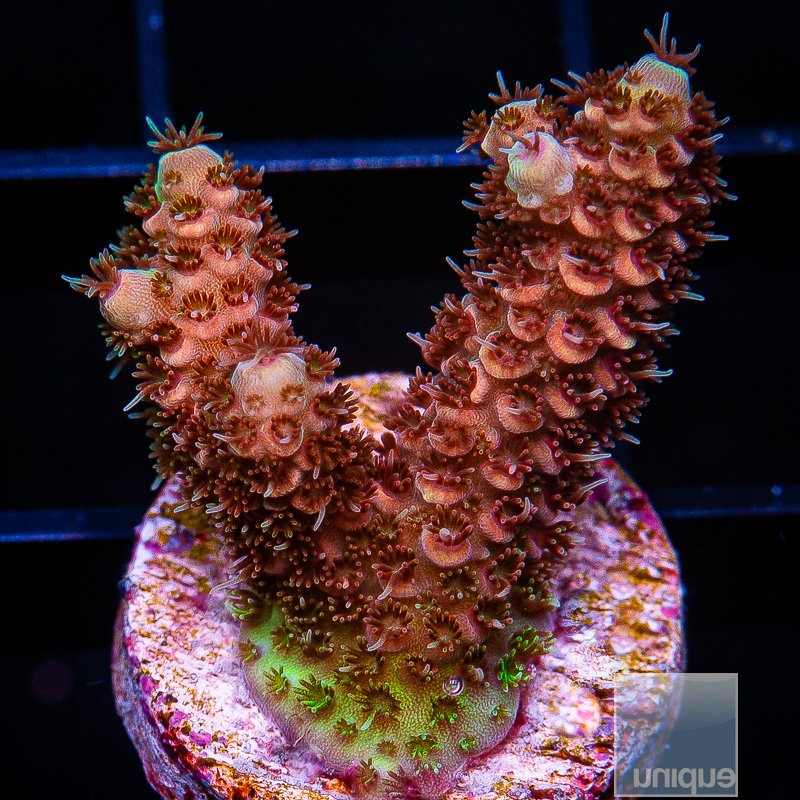 U Red Millepora 79 56.JPG