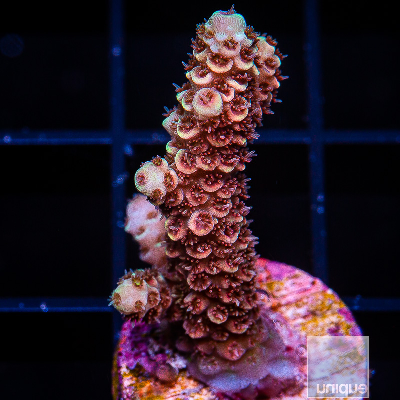 U Red Millepora 79 60.JPG