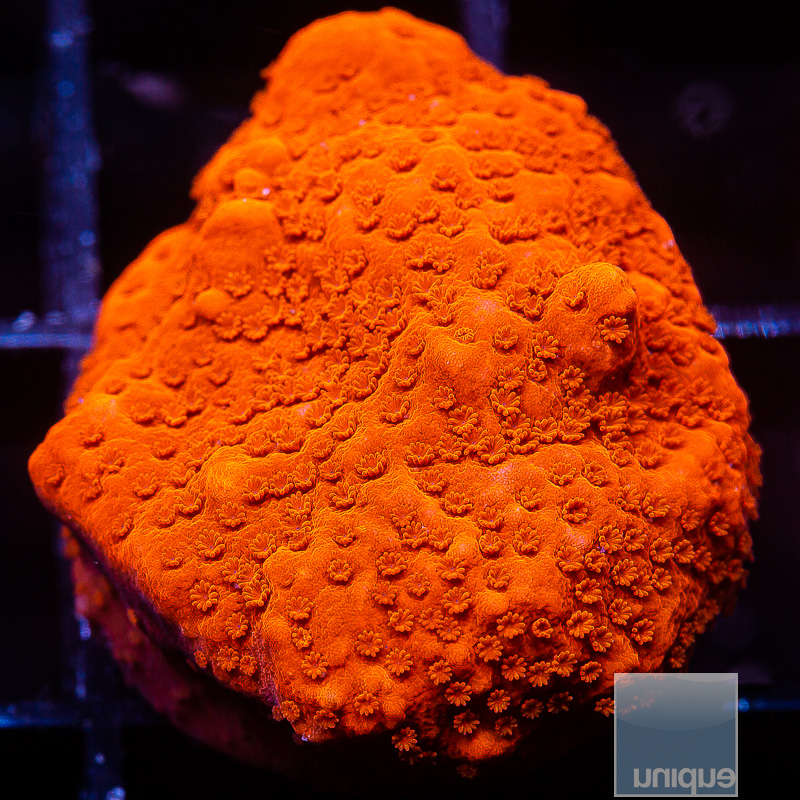 U Red Orange Montipora 49 21.JPG