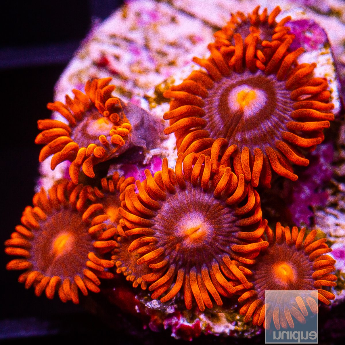 U Red Zoanthid 29 10.JPG