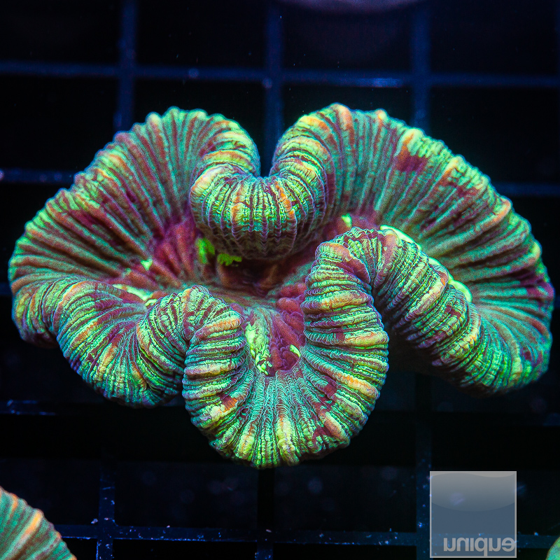 U Splotched Trachyphyllia 129 80.JPG