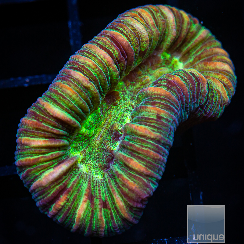 U Trachyphyllia 119 72 (1).JPG